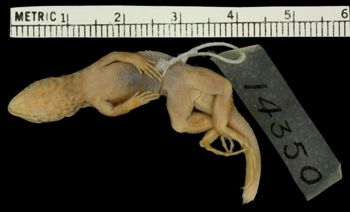 Media type: image;   Herpetology R-14350 Aspect: ventral